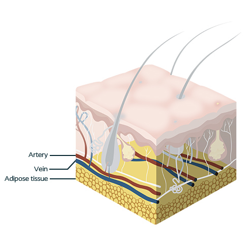 The Subcutaneous tissue
