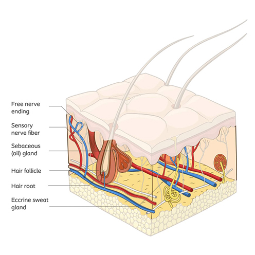 The dermis